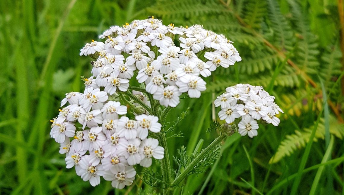 white Yarrow flowers fill the center of the image surrounded by green grasses, fern, and other plants in the background