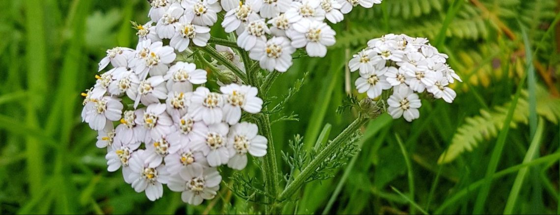 white Yarrow flowers fill the center of the image surrounded by green grasses, fern, and other plants in the background